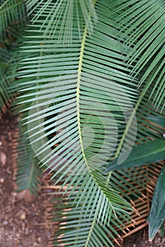 The unique green leaves of Dioon edule, the chestnut dioon, is a cycad native to Mexico, also known as palma de la virgen