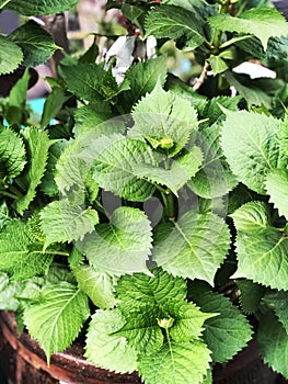 Unique green leaves on flowers.