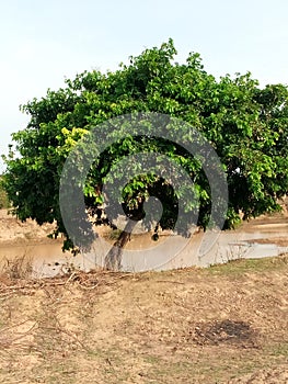 Unique green tree lake riverside