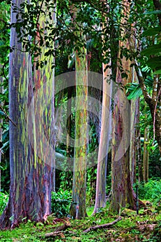 Unique grove of rainbow eucalyptus tree growing in the rain forest along the road to hana on Maui.