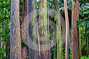 Unique grove of rainbow eucalyptus tree growing in the rain forest along the road to hana on Maui.