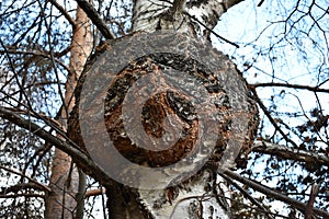 Unique huge mushroom giant chaga on a birch tree