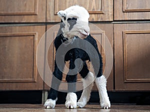 Unique lamb - a hybrid of sheep and goat bred