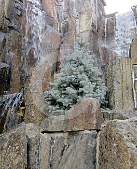 Unique landscaping with artificial water falls and spruce tree lined with massive rocks.