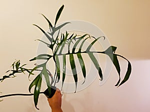 Unique leaf of Philodendron Polypodioides, a rare and exotic plant