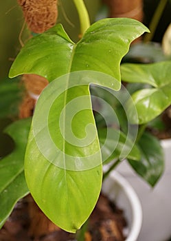 A unique leaf shape of Philodendron Bipennifolium Aurea Gold Violin, an indoor tropical plant