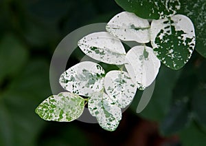 Unique leaves of snow-bush 'Roseo-picta' plant