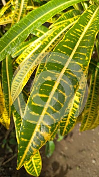 Unique leaves with yellow and green textures as known as \