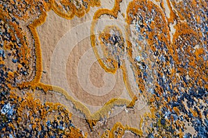 Unique lichen pattern on rock