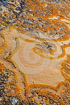 Unique lichen pattern on rock