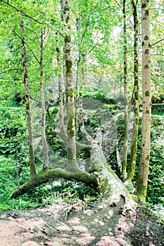 Unique liriodendron tulipifera tree in botanical garden