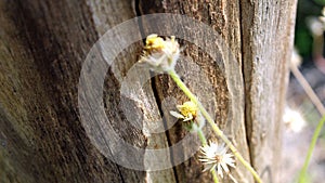 Unique log texture and a blurred wild flower foreground