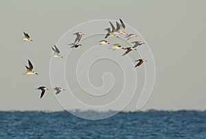 Black Skimmers perform an acrobatic flight routine over the beach