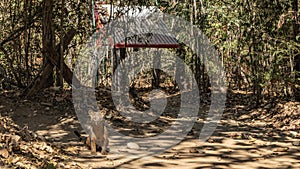 The unique Madagascar endemic fossa is sitting on a dirt track in the fores