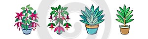 Unique Magellanica Fuchsia Houseplant Vector Art photo