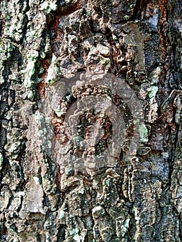 Unique mahogany tree bark texture
