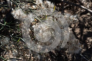 Unique Mesilla Bosque winter foliage photo