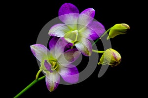 Unique midnight violet dendrobium orchids 