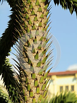 Unique Monkey Puzzle Tree, Chilean pine Araucaria araucana trunk