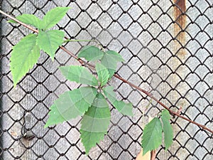 Unique natural industrial composition. Abstract wallpaper. Metal grid. Gray slate fence. Branch with green leaves.