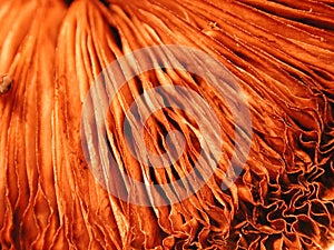 Unique Nature Frills Textures