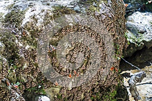 A unique nature reserve - Valley of the Butterflies on the island of Rhodes, Greece