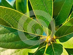 unique and nice leaf pattern