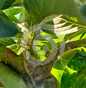 unique and nice leaf pattern