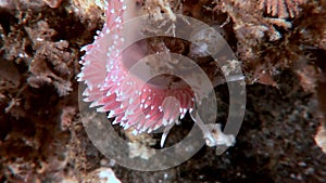 Unique nudibranch slug Coryphella verrucosa clear seabed underwater White Sea.