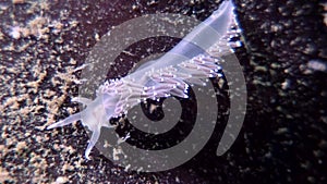 Unique nudibranch slug Coryphella verrucosa clear seabed underwater White Sea.