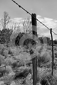 A Unique Old Fence Post in Black & White