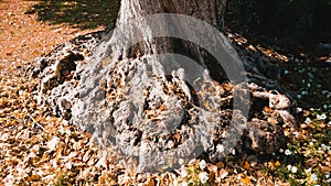 Unique Old Tree Roots Nature Background