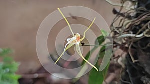 Unique orchid flower is blooming