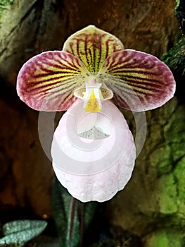 Unique Orchid flower with four different colours