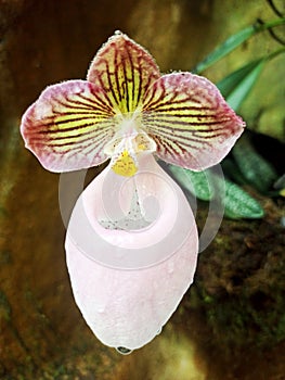 Unique Orchid flower with holding bag