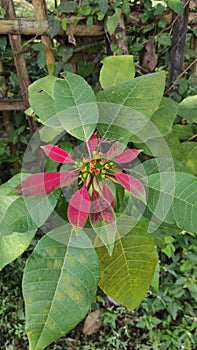 UNIQUE ORNAMENTAL PLANTS ON THE ROADSIDE