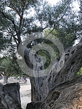 Unique park of Alicante