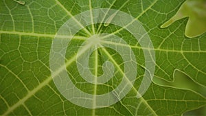 The unique pattern of bright green leaves.