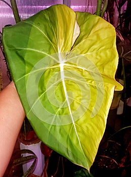 A unique pattern on the new unfurling leaf of Philodendron Pastazanum, a rare tropical plant