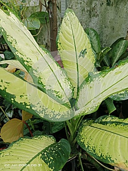 Unique patterned leaf plants