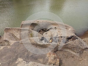 unique patterned river stone