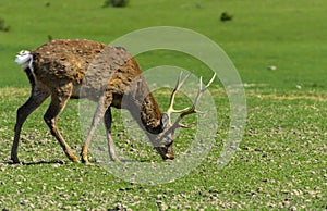 A unique period of molting deer. The deer loses its hair. It sta