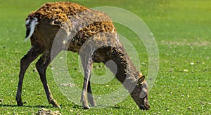 A unique period of molting deer. The deer loses its hair. It sta