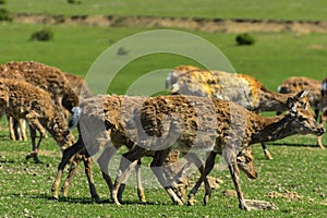 A unique period of molting deer. The deer loses its hair. It sta