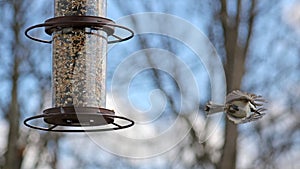 Unique photo or a Carolina Chickadee beautiful colorful bird eating seeds from a bird seed feeder during summer in Michigan