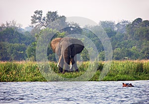 Wild elephant & hippo Nile river Uganda Africa