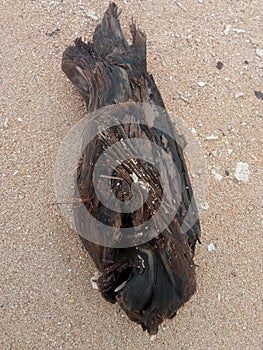 a unique piece of wood drifted by sea water and washed up on the coast