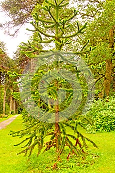 Unique Pine Tree in Formal Garden