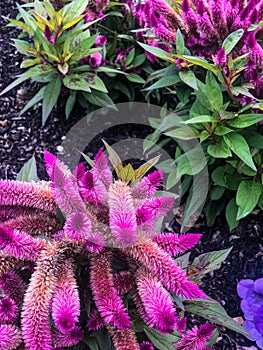 Unique pink flowers in garden