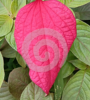 Unique pink leaf among green leaves